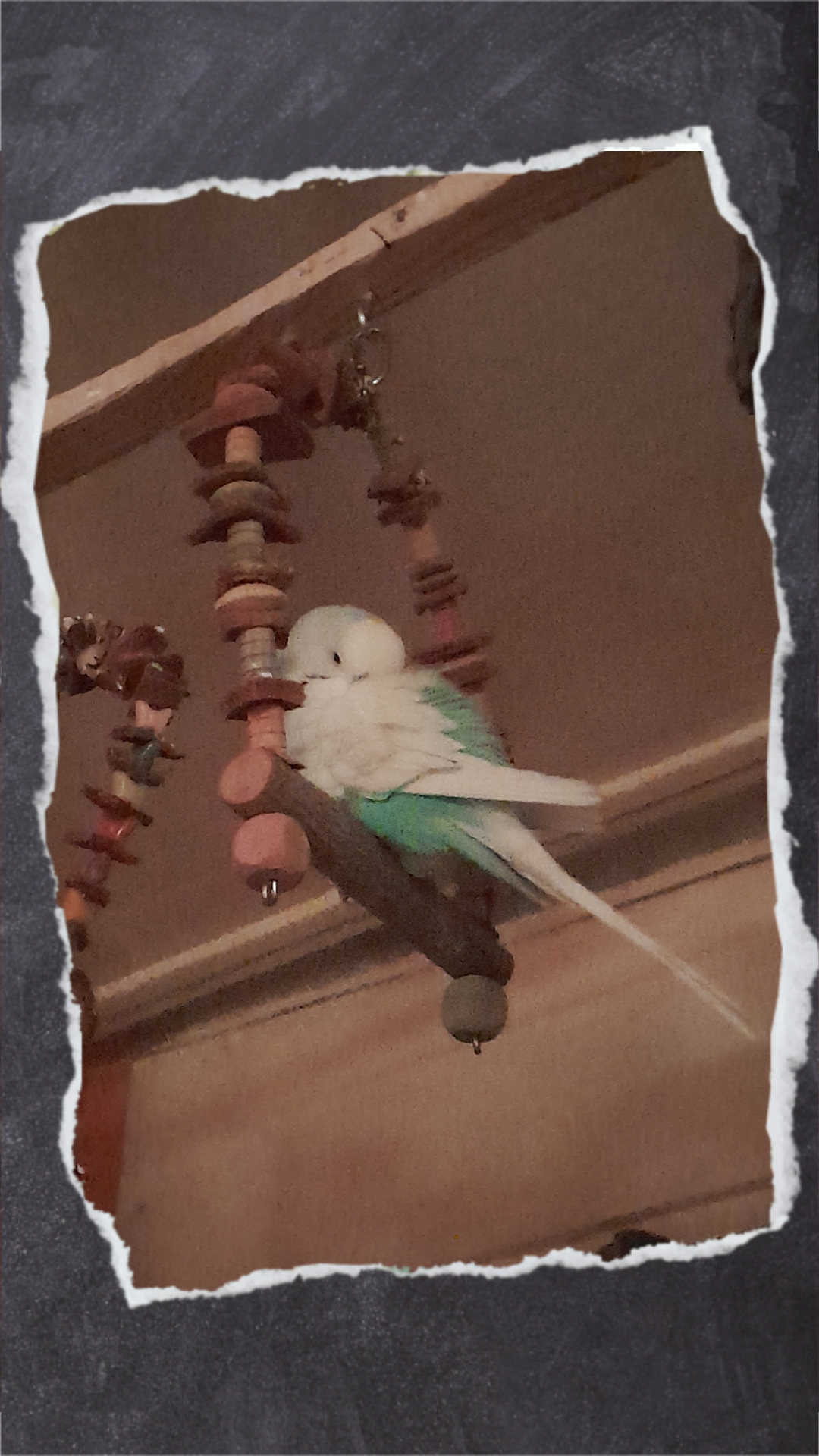 Kauft genügend Schaukeln für alle Vögel im Schwarm, da es ansonsten unweigerlich zu Streitereien um die Sitzplätze kommen wird. 