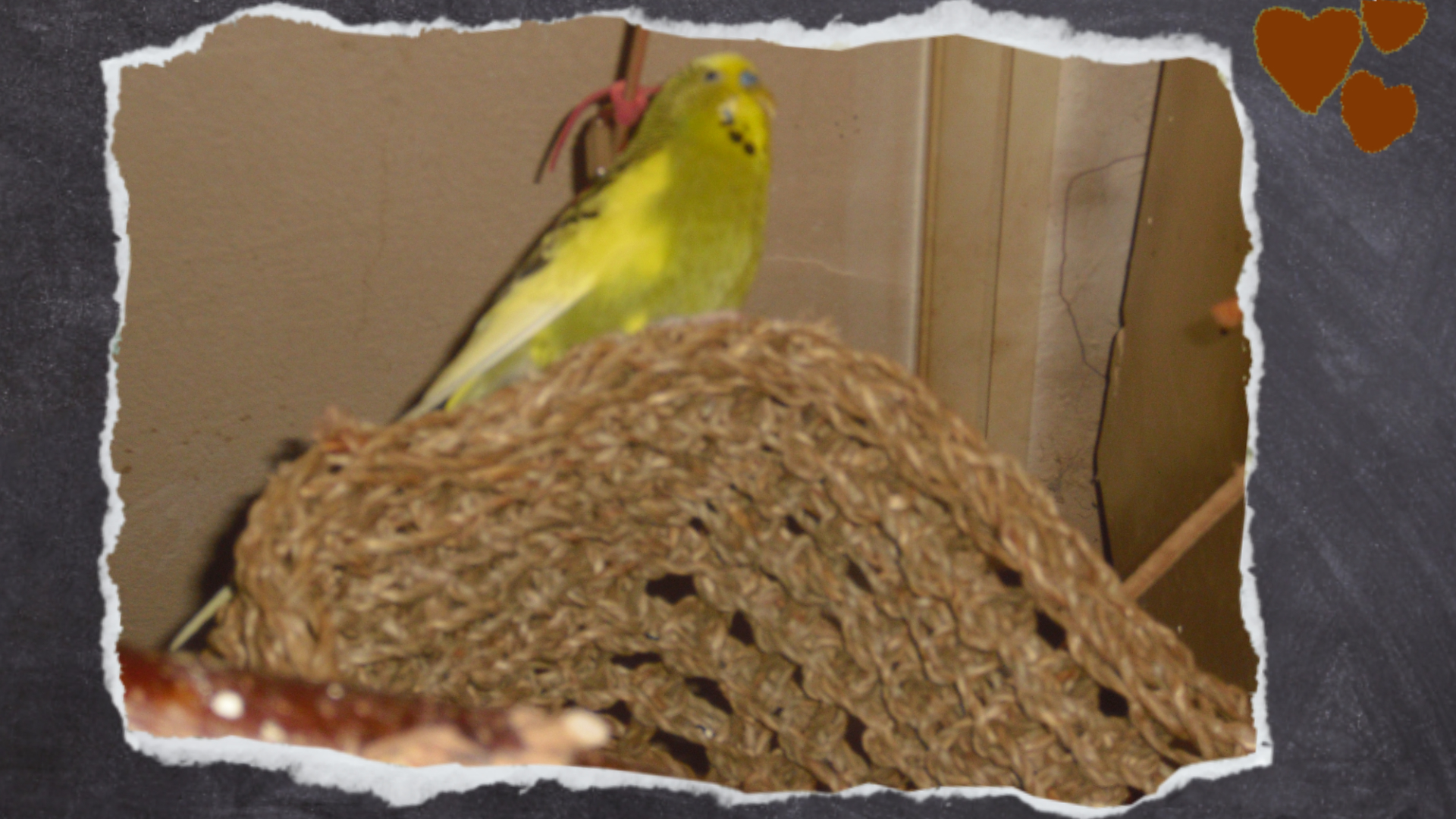 Auch andere Vögel im Schwarm nutzen gerne die weichen Seegrasmatten, um ihren Füßen eine Pause zu gönnen. Ein Mix aus verschiedenen Materialien kann das Wohlbefinden des ganzen Schwarms steigern. Für die gesunden Vögel sind das dann kleine Wellness-Ecken.
