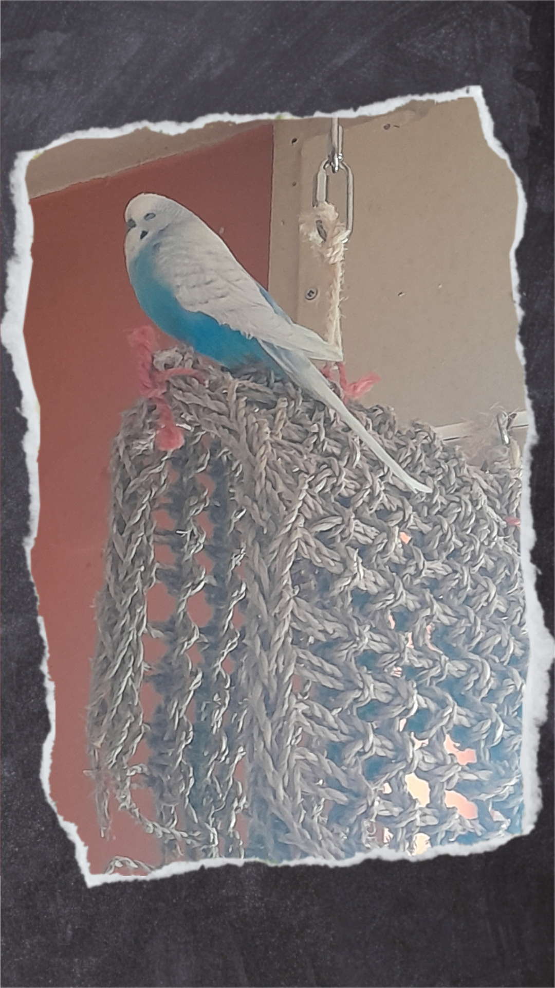 Wenn ihr die Plätze für Seegras-Zelte und Matten klug wählt haben auch die gesunden Vögel etwas davon. Toffee nutzte die Seegras-Freisitze, um Nachmittags seine Ruhe zu haben.