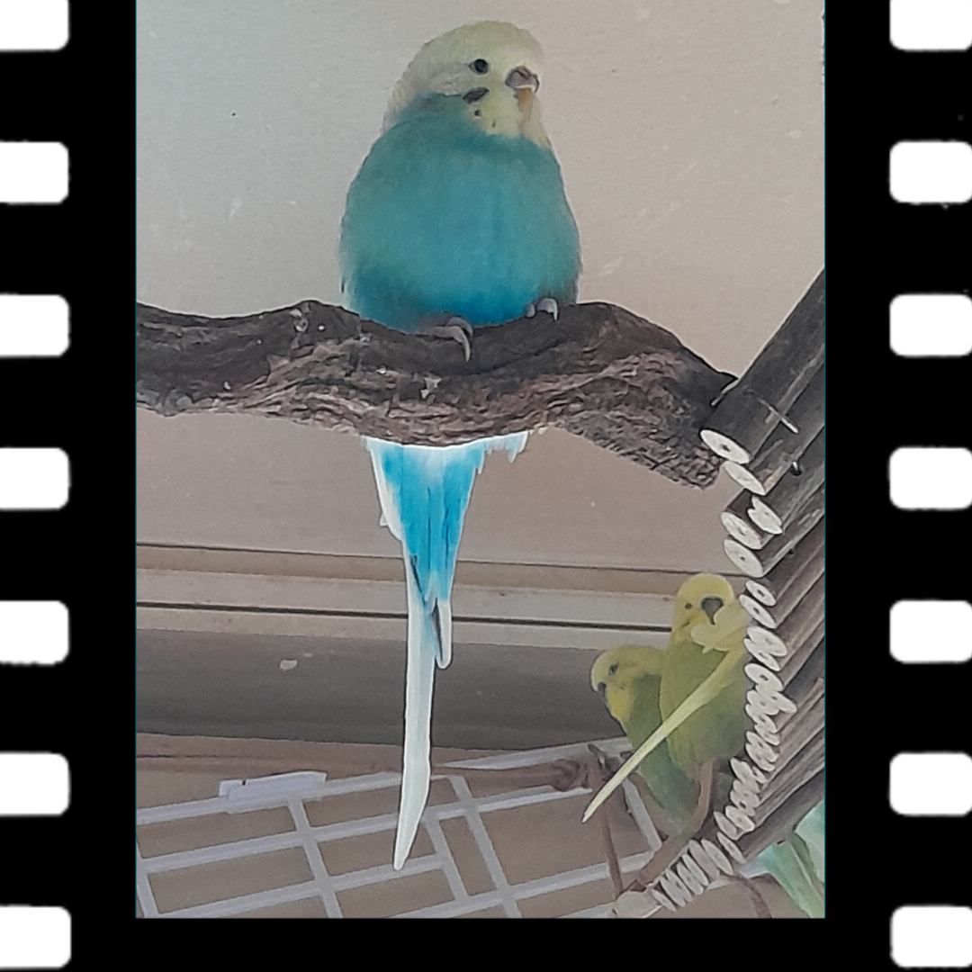 Wenn du so eine majestätische Flausch-Aura hast, dass Felos und Kollegen erst mal ehrfürchtig Abstand halten.