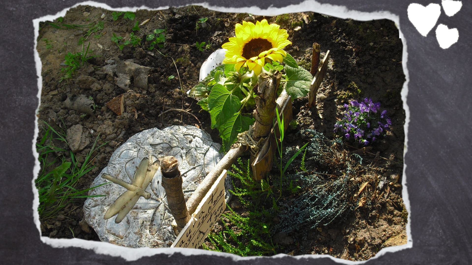 Die letzte Ruhestätte für meine Wellensittiche im Garten.