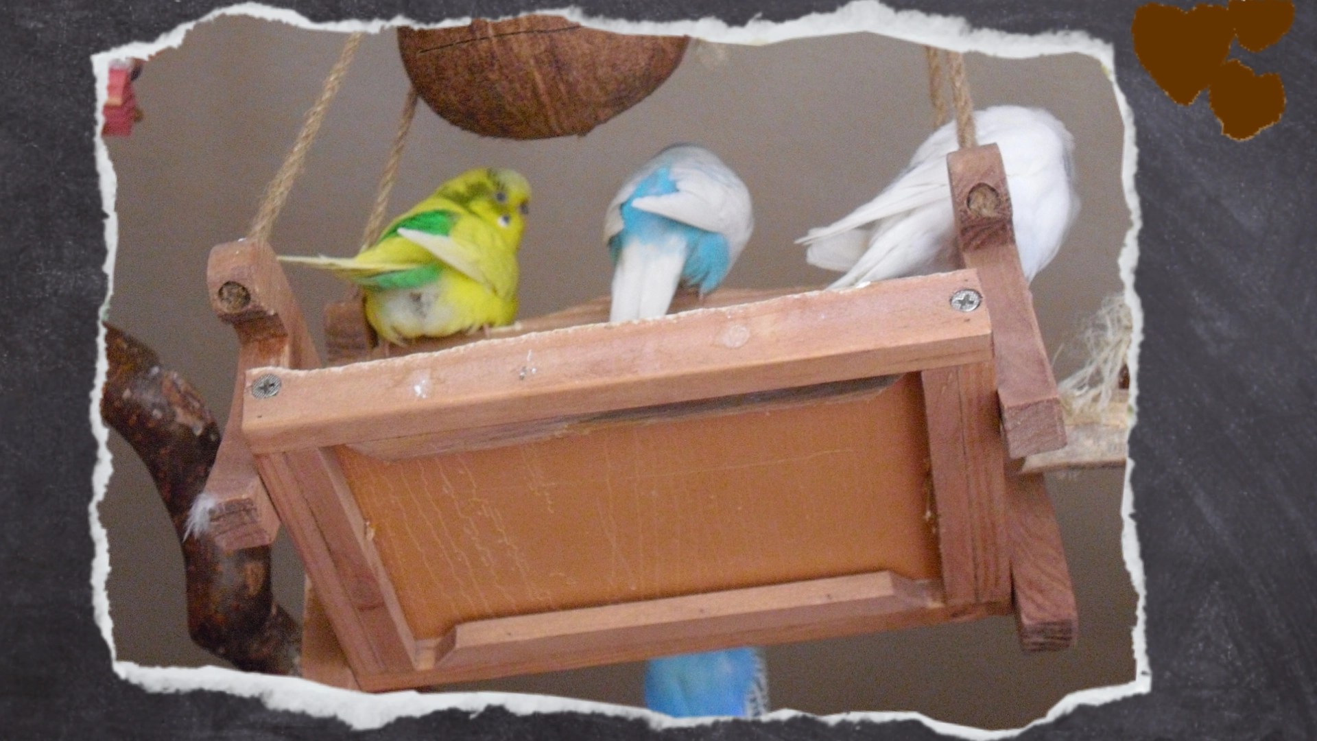 Die Holzbank hat einen praktischen, herausnehmbaren Einsatz aus Plastik, den man leicht reinigen kann. Ein praktisches Extra für die Vogelfütterung.