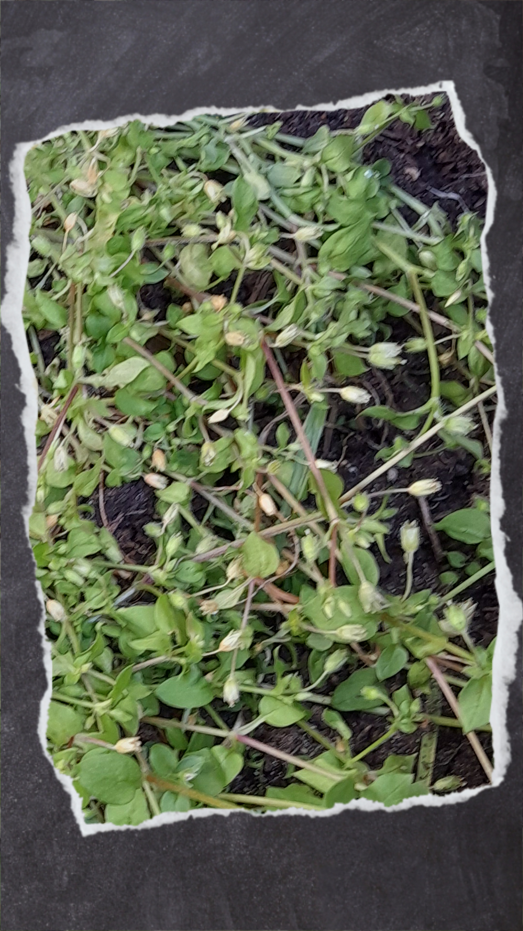 Auch vermeintliches Unkraut im Garten bietet Vorteile für Wildvögel und Wellensittiche. Für Wellensittiche geeignet: Ampfer, Brennessel, Gänsedistel, Weißer Gänsefuß, Hirtentäschel, Klee, Knöterich, Vogelmiere und Wegerich.