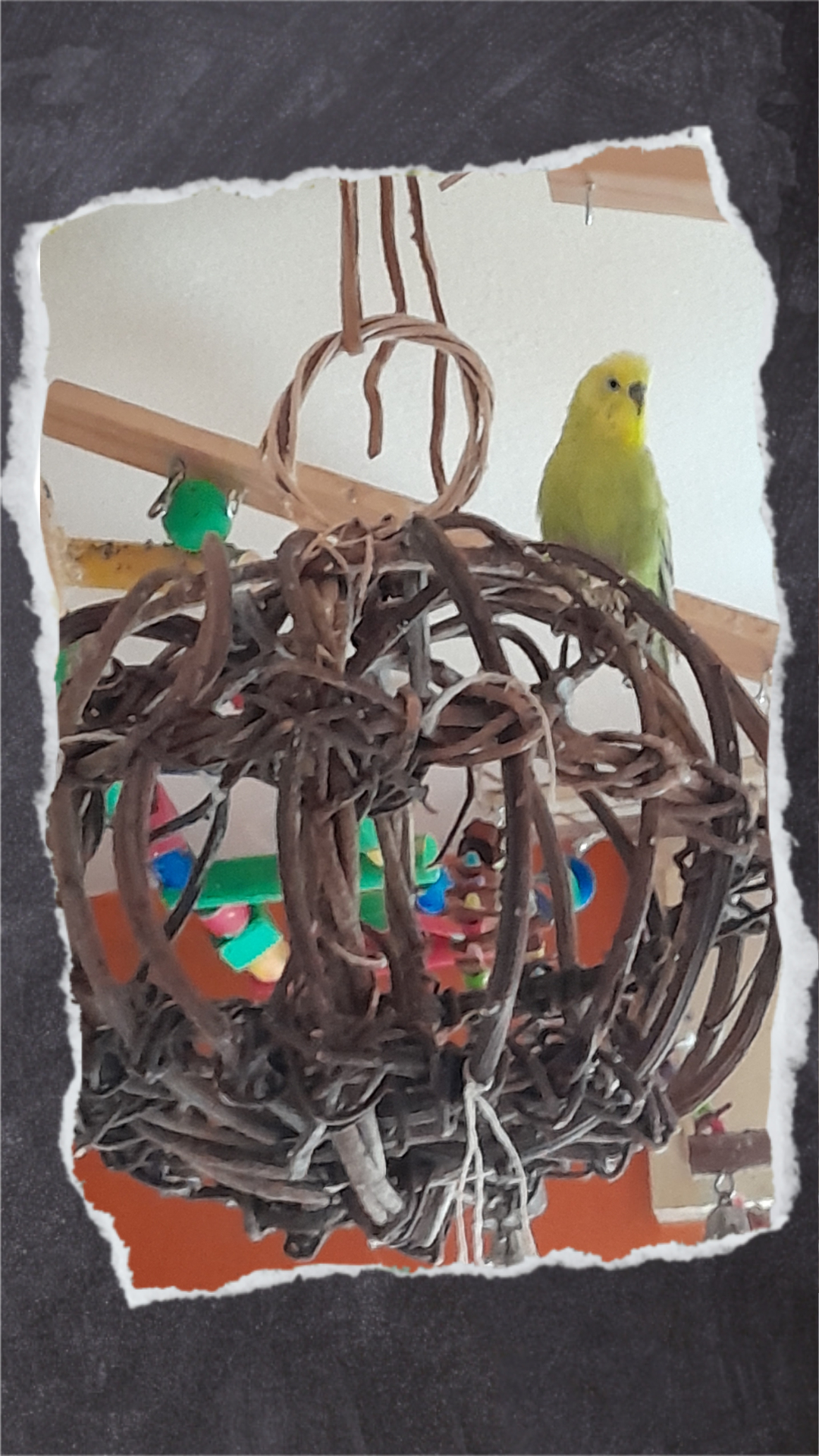 Nicht weniger beliebt ist diese Weidenkugel. Hier können die Wellensittiche auch zu mehreren sitzen.