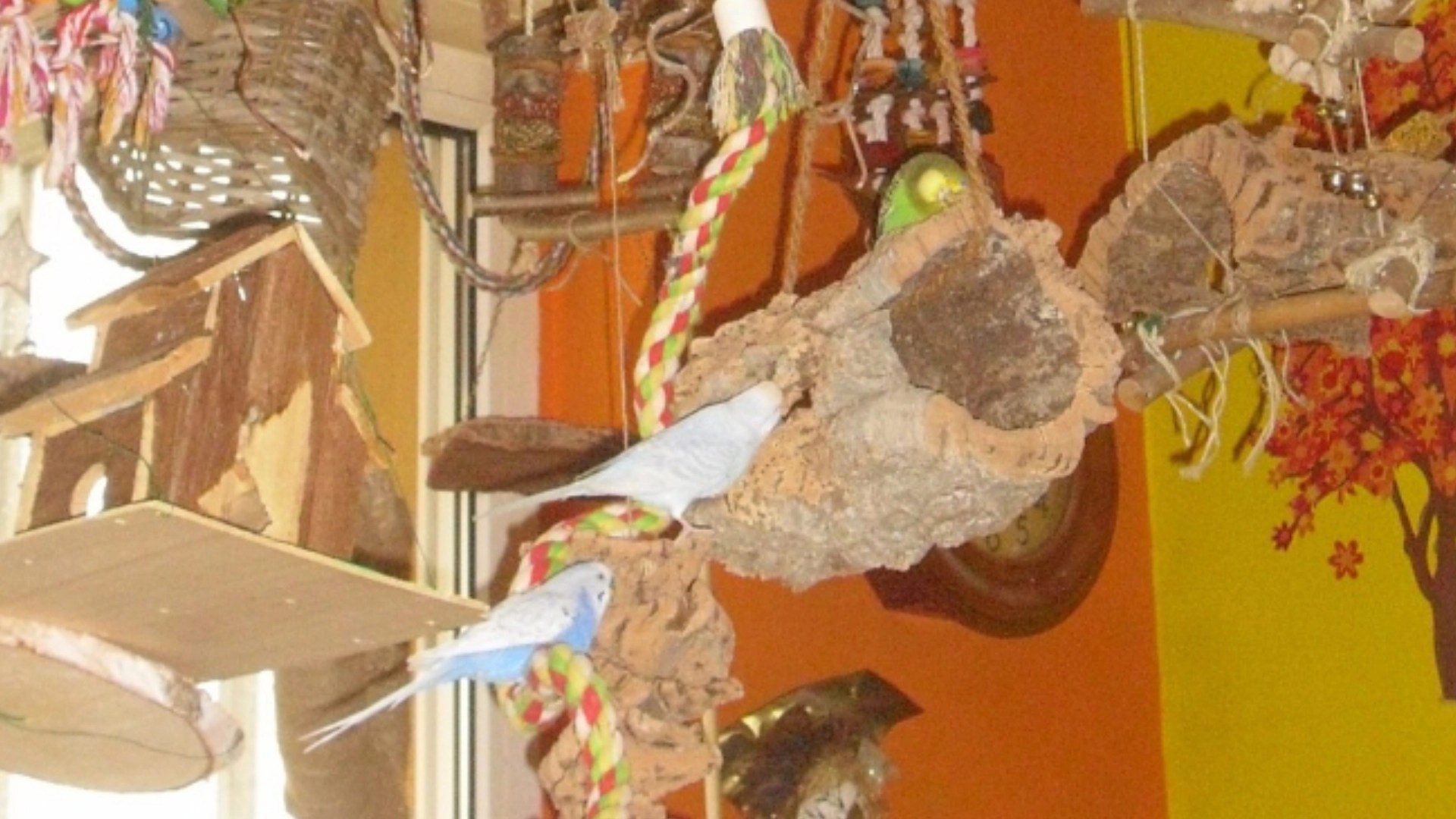 Wellensittiche spielen am liebsten mit Naturmaterialien wie Kork & Holz