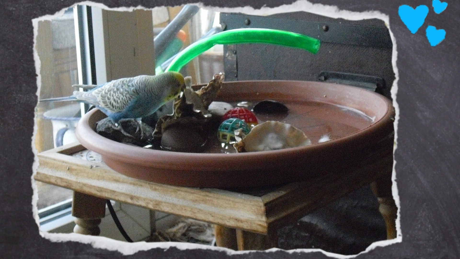 Wellensittichhahn Nicky inspiziert die Muscheln, an denen auch gerne ohne zu baden geknabbert wird.