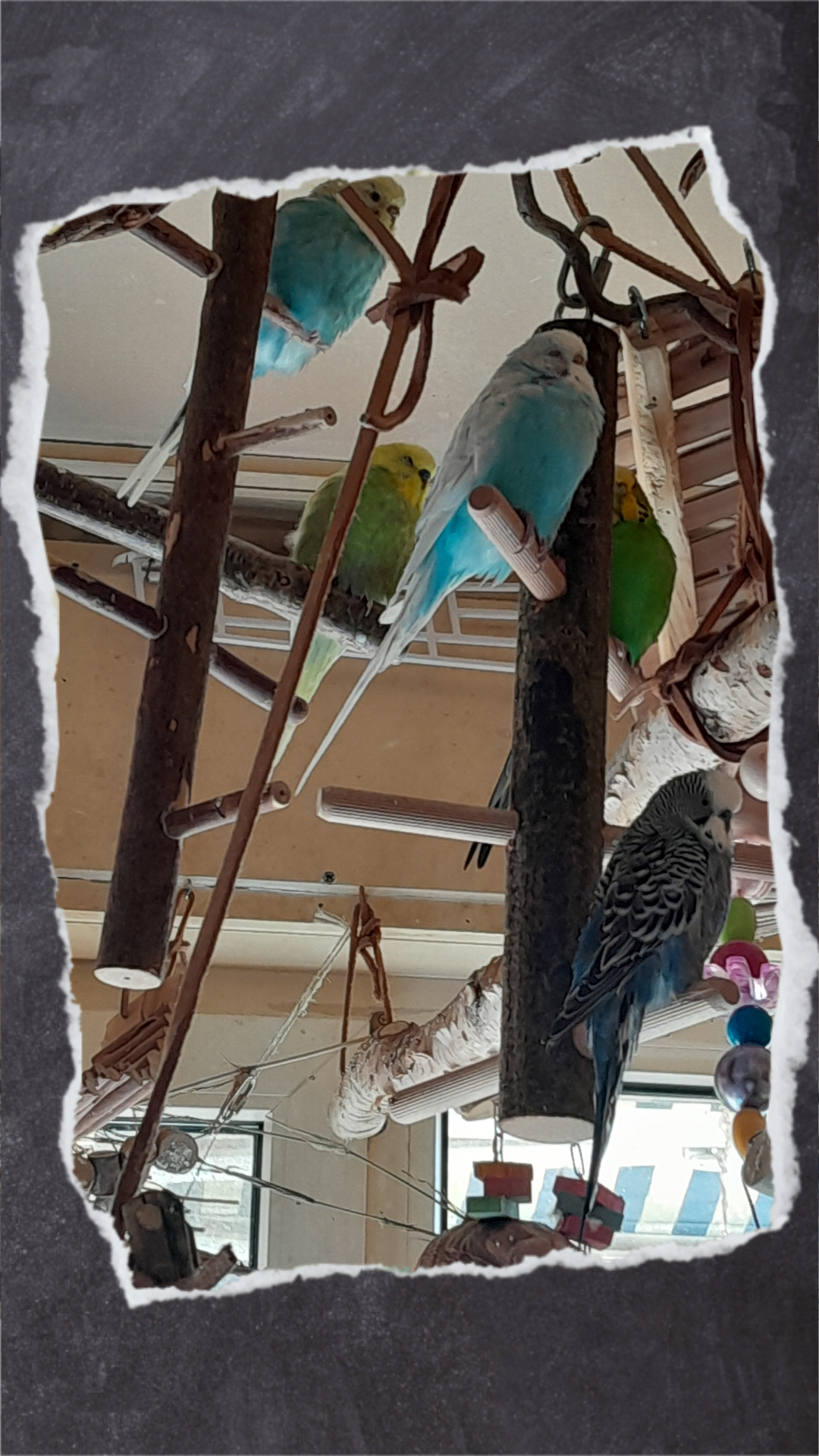 Aber beide Klettergerüste sind gleich beliebt und die Vögel lieben es hin und her zu springen und von Ast zu Ast zu klettern.
