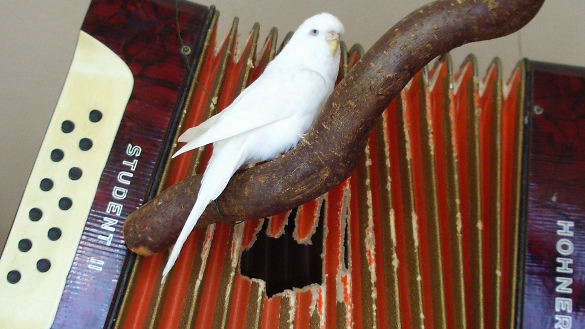 Auch wenn es gefährlich war meine Wellis haben diese Ziehharmonika geliebt.