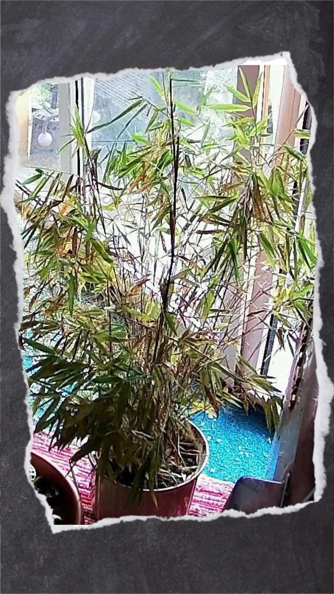 Zyperngras und Bambus sind eine gute Alternative für das Vogelzimmer.