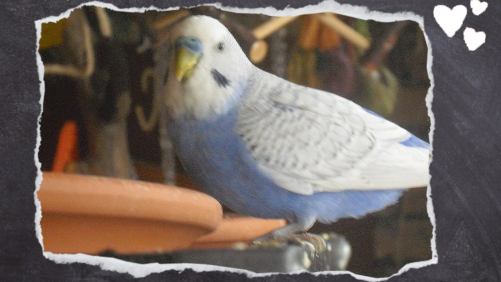 Kranke Wellensittiche tun oft nur so als würden sie fressen