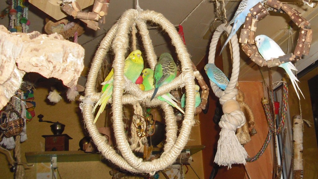 Vier Wellensittiche sitzen auf dem Atomball