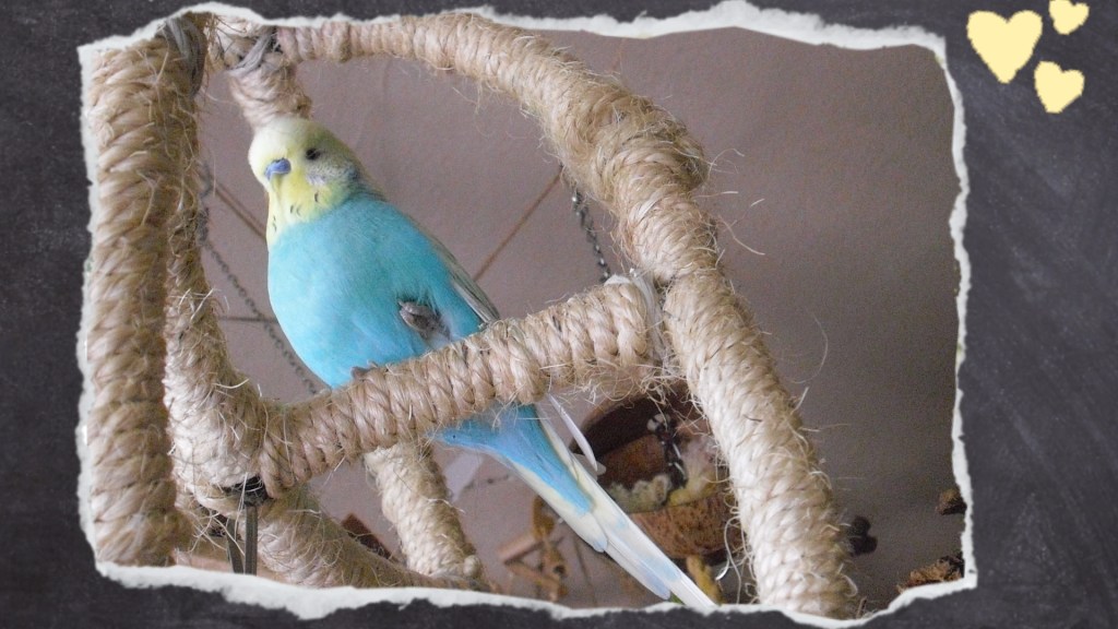 Blauer Wellensittich zieht Bein ein und sitzt nur auf einem Bein in Atomball