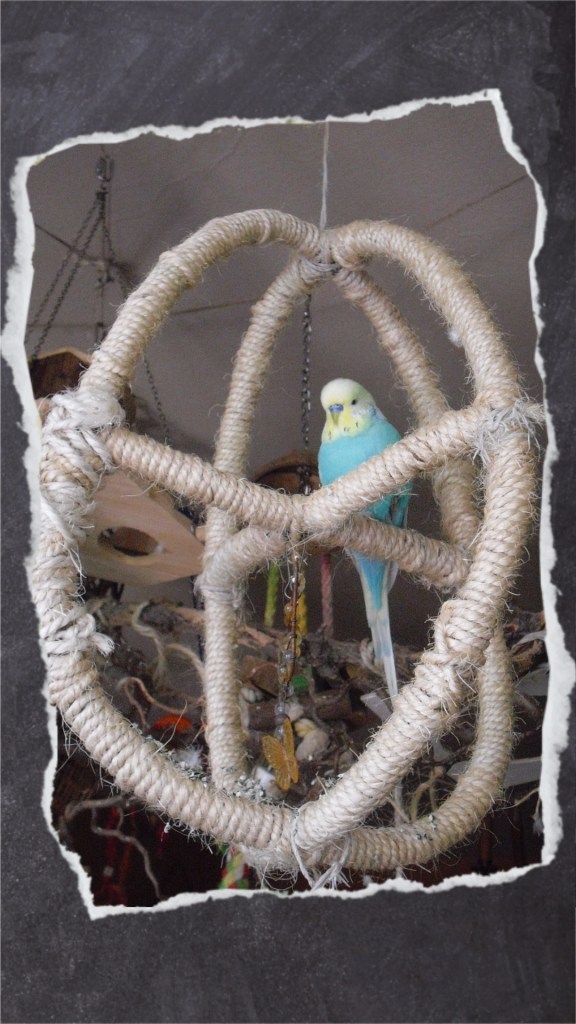 Blauer Wellensittich sitzt in geflicktem Atomball