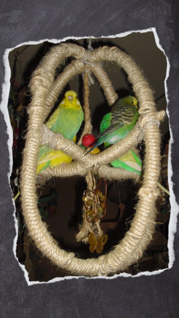 Drei grüne und ein gelber Wellensittich sitzen im Atomball