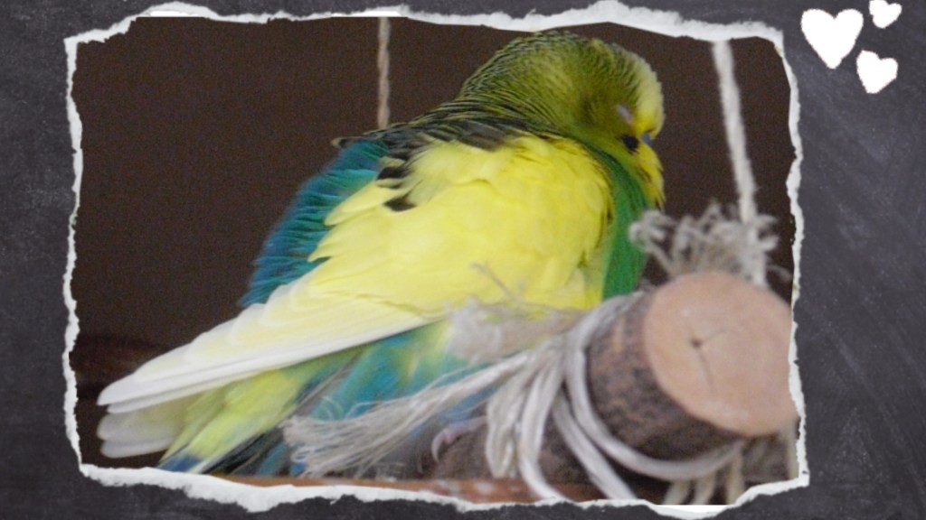 Grüner Wellensittich sitzt aufgeplustert auf Sitzstange