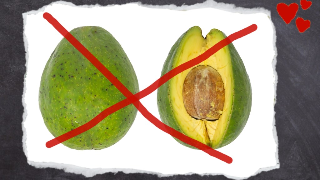 Einzige für Wellensittich giftige Frucht: Avocados