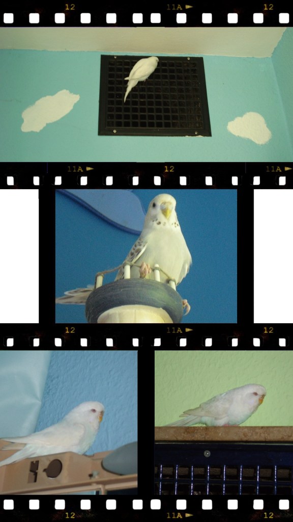 Meine Wellensittiche verstecken sich gern im Badezimmer