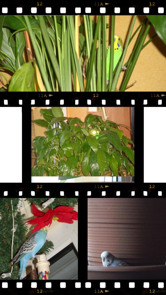 Wellensittiche mit Bruchlandungen in Pflanzen