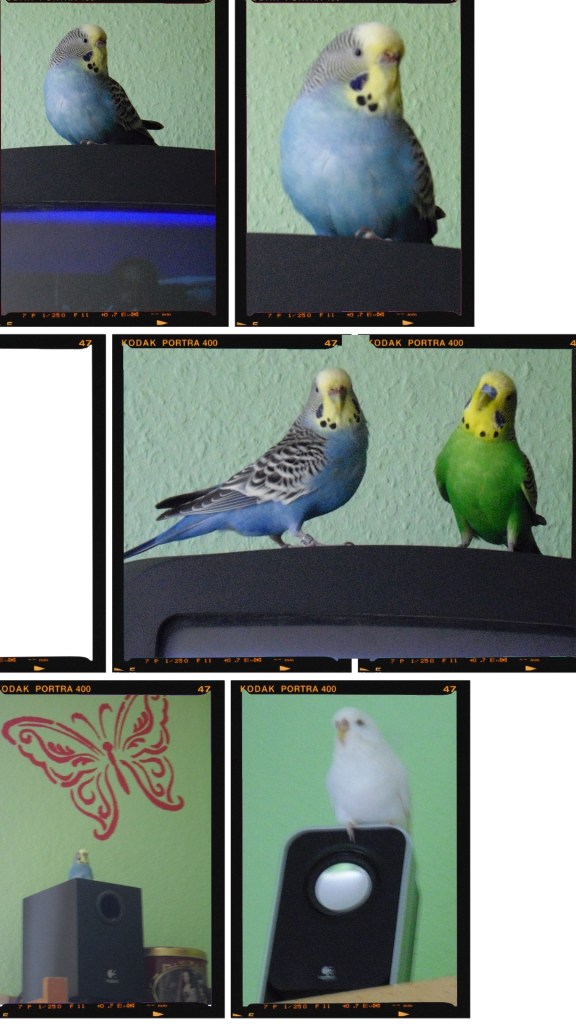 Breite Röhrenfernseher und Lautsprechen auch beliebte Landeplätze für Heimvögel