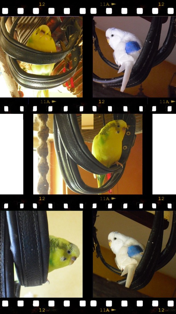 Lederriemen als Wellensittich-Schaukel umfunktioniert