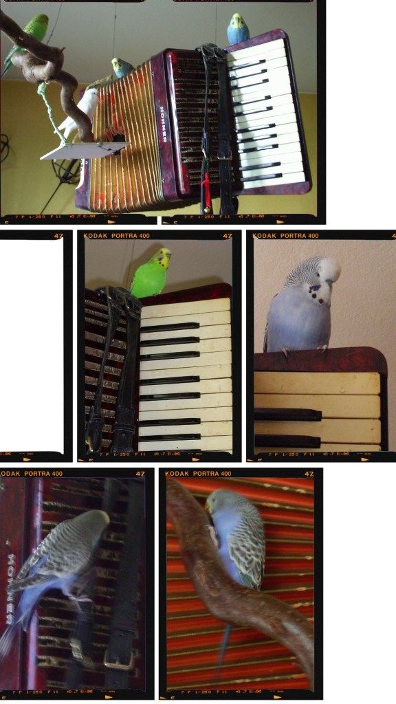 Wellensittiche sitzen auf Ziehharmonika