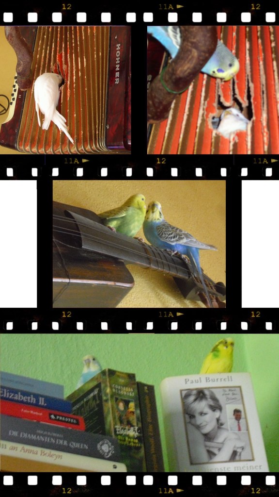 Wellensittiche auf Ziehharmonika Geige und Büchern