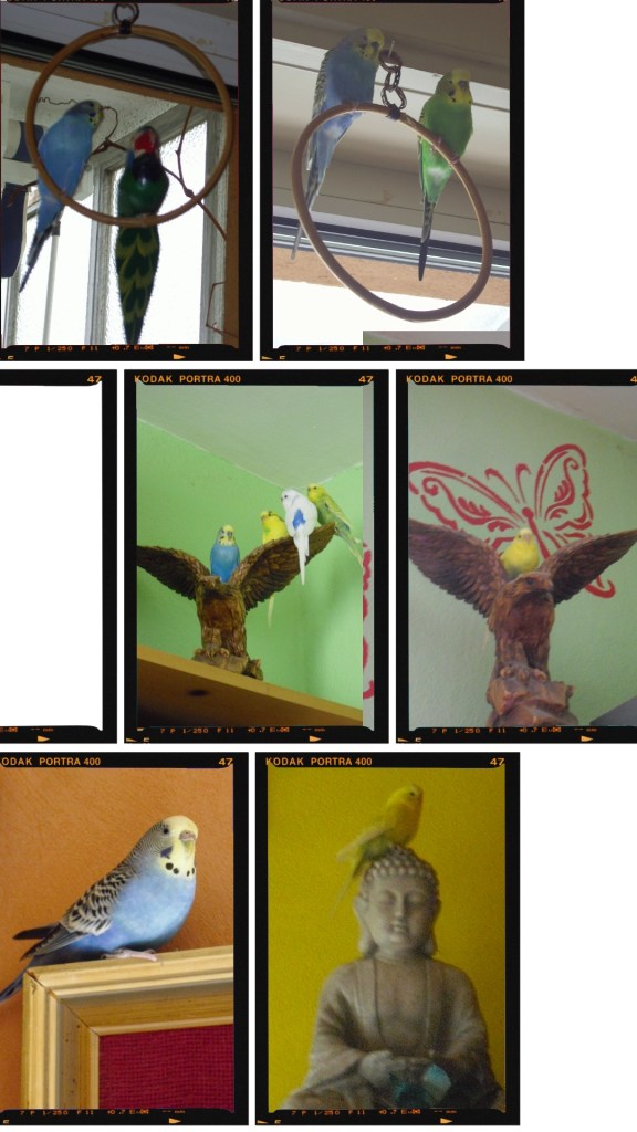 Wohndeko-Objekte als Landeplatz für Wellensittiche