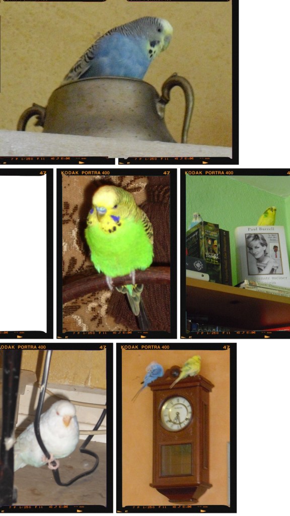 Wellensittiche spielen mit Wohndeko Kabeln und Wanduhr