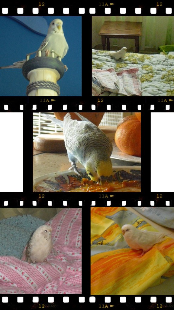 Wellensittiche laufen auf Bettwäsche herum