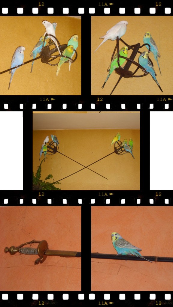 Wellensittiche sitzen auf Degen und Säbel an Wand