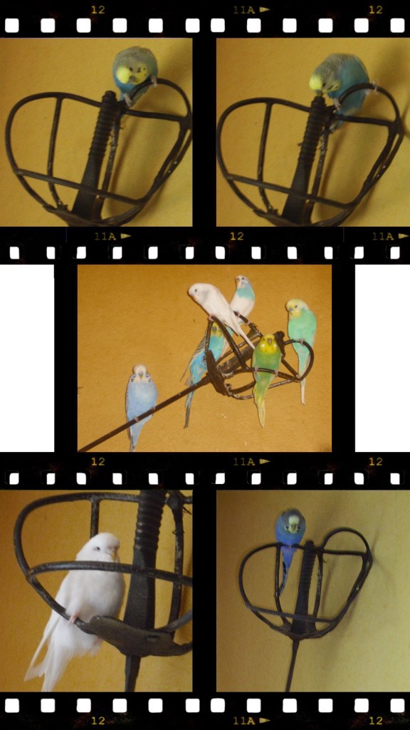 Wellensittich Landeplatz: Säbel