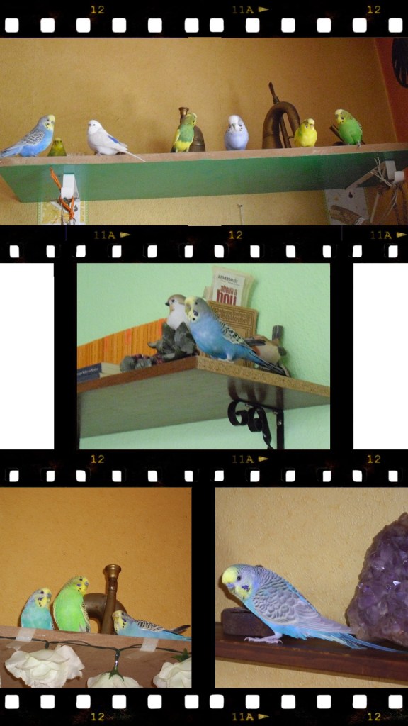 Wellensittiche erobern Regalbretter im Wohnzimmer