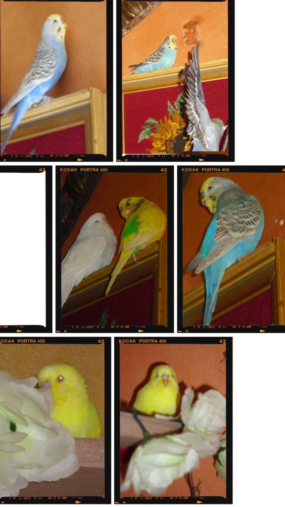 Auch Bilderrahmen sind nicht sicher vor Wellensittiche