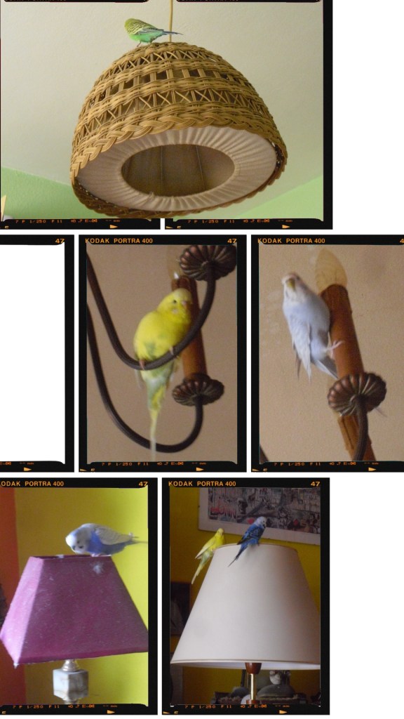 Stehlampe oder Deckenlampe: alles Landeplätze für Wellensittiche