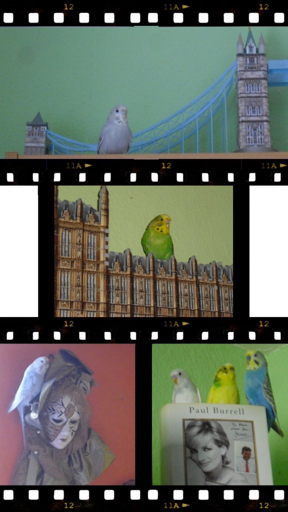 Ungewöhnliche Landeplätze für Wellensittiche