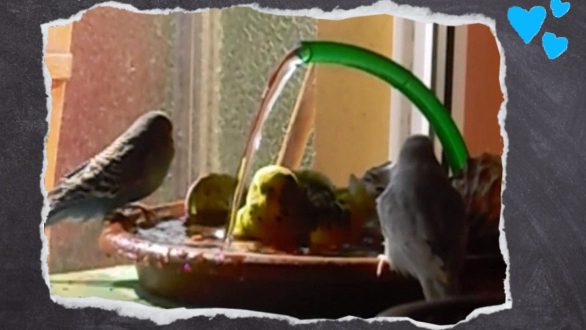 Wellensittiche baden in Badeschale mit Aquariumspumpe