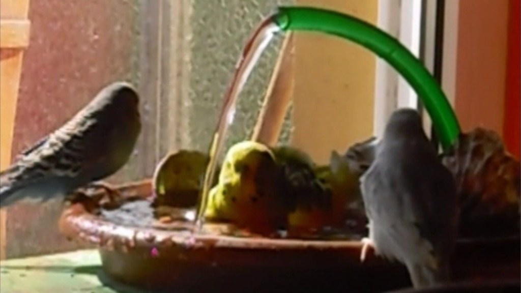 Wellensittiche lieben es in dieser Dusche zu baden