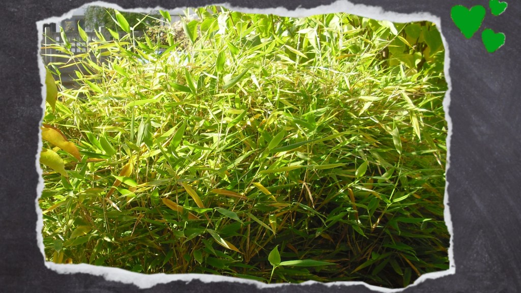 Bambus frisch aus dem Garten für Wellensittiche