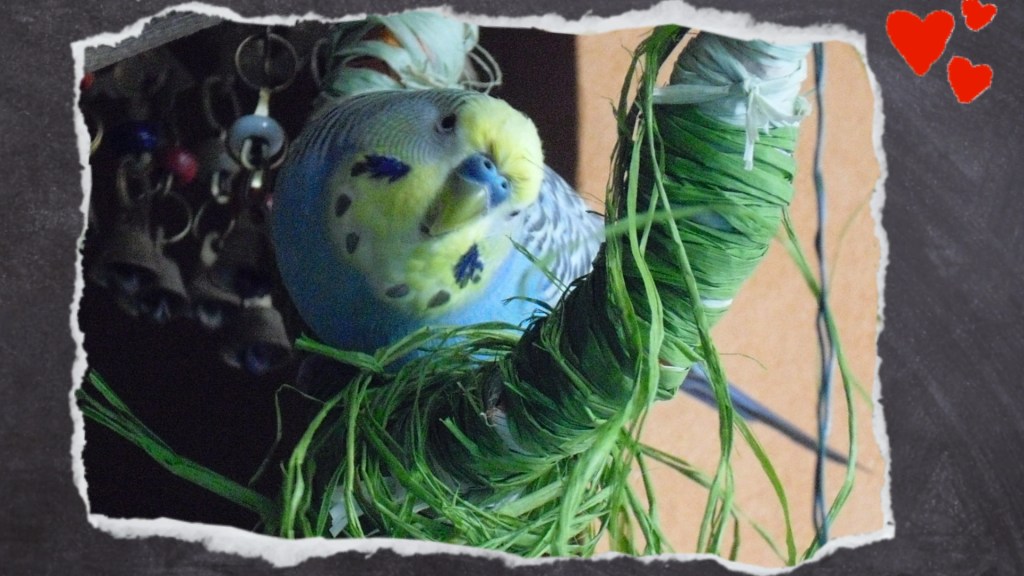 Blauer Welelnsittich spielt mit Bastfäden