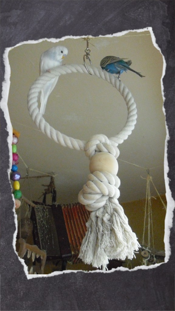 Zwei Wellensittiche sitzen auf Baumwollring