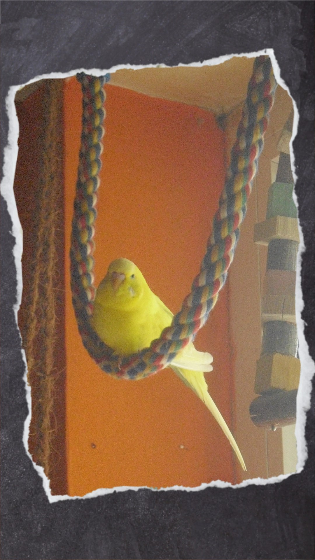 Gelber Wellensittich sitzt in Baumwoll-Schaukel