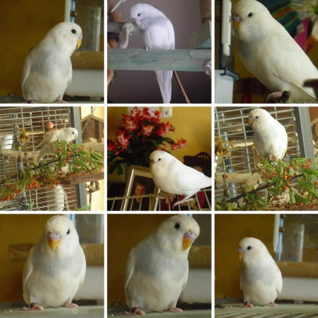 Photo Collage mit Bildern von Welli-Henne Bella II.