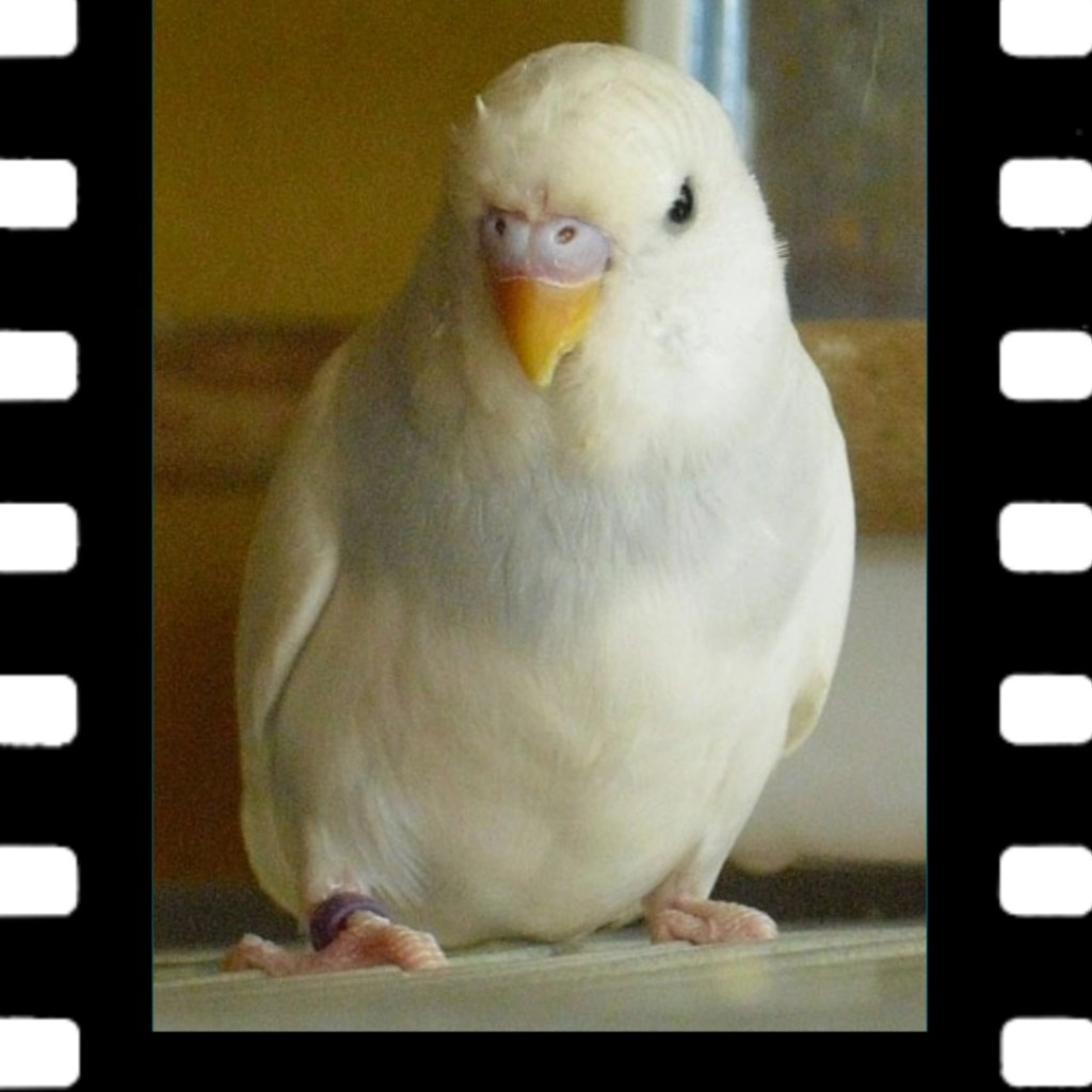 Wellensittich Bella starb an einem Schlaganfall.