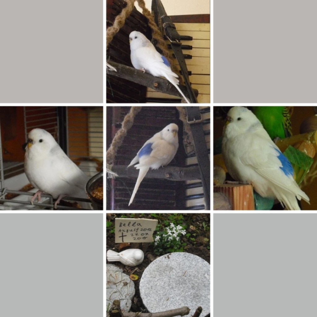 Photo Collage mit Bildern von Welli-Henne Bella