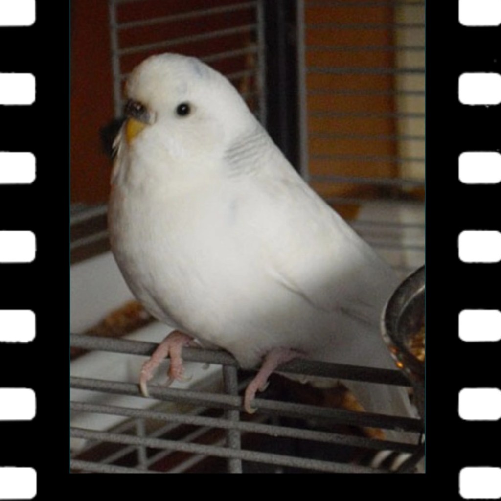 Wellensittich Bella starb während der Behandlung beim Tierarzt.