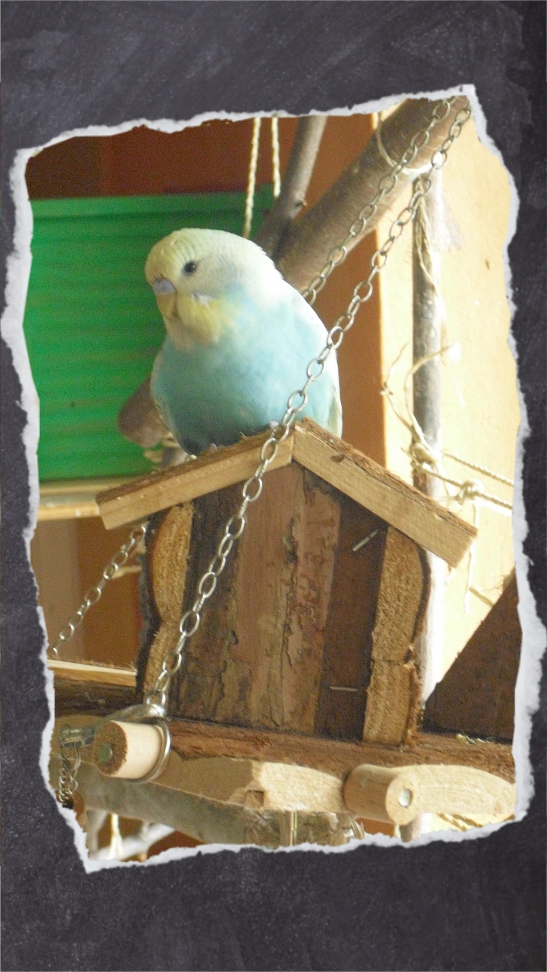 Niedlicher Wellensittich Benjamin sitzt auf Holzhaus