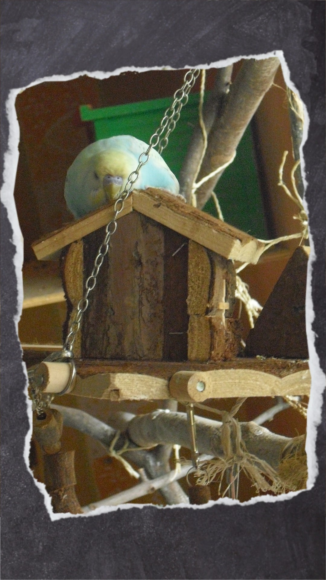 Blauer Wellihahn Benjamin knabbert an Holzhaus