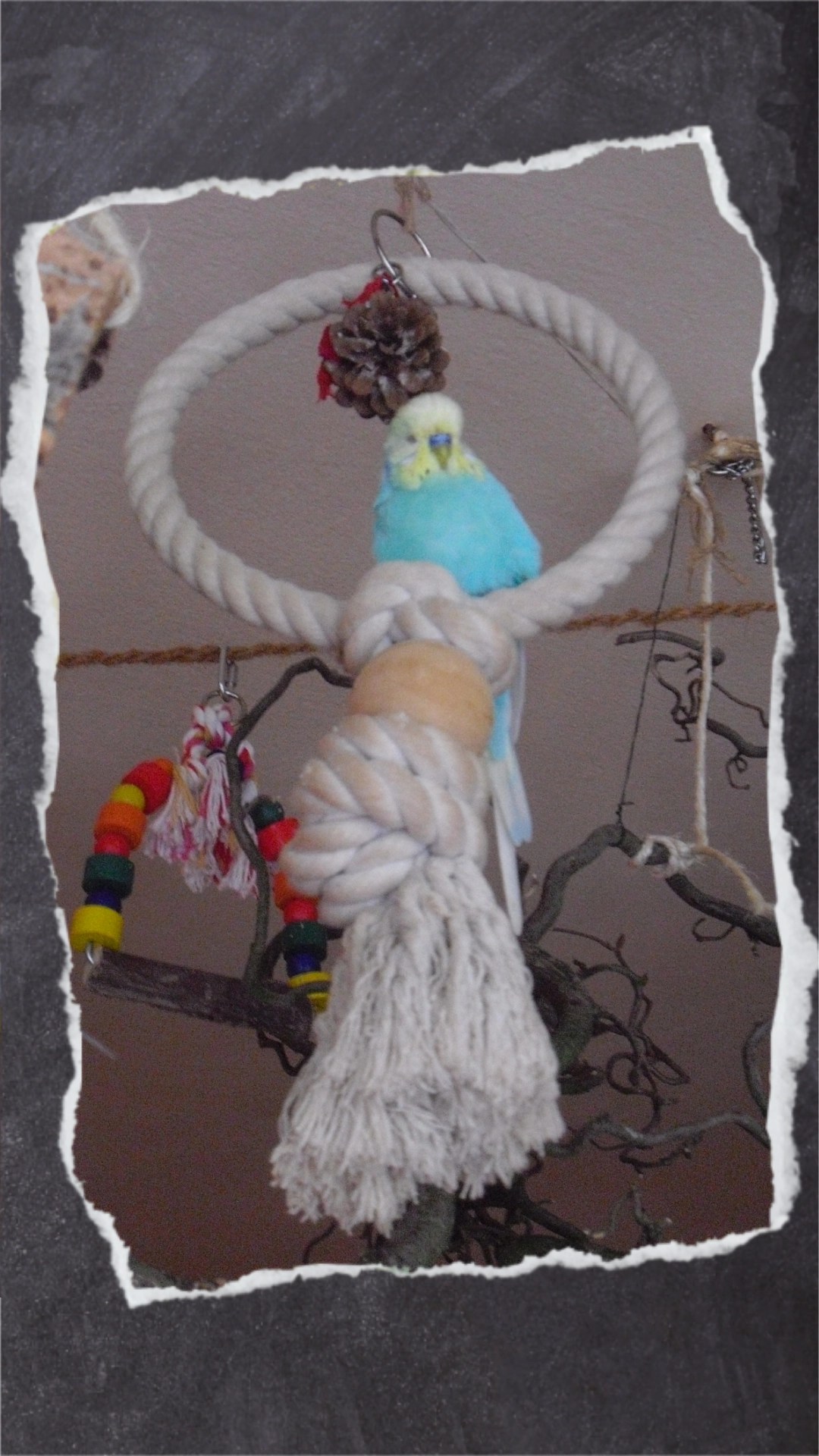 Blauer Wellensittich sitzt in Ring aus Baumwollseilen