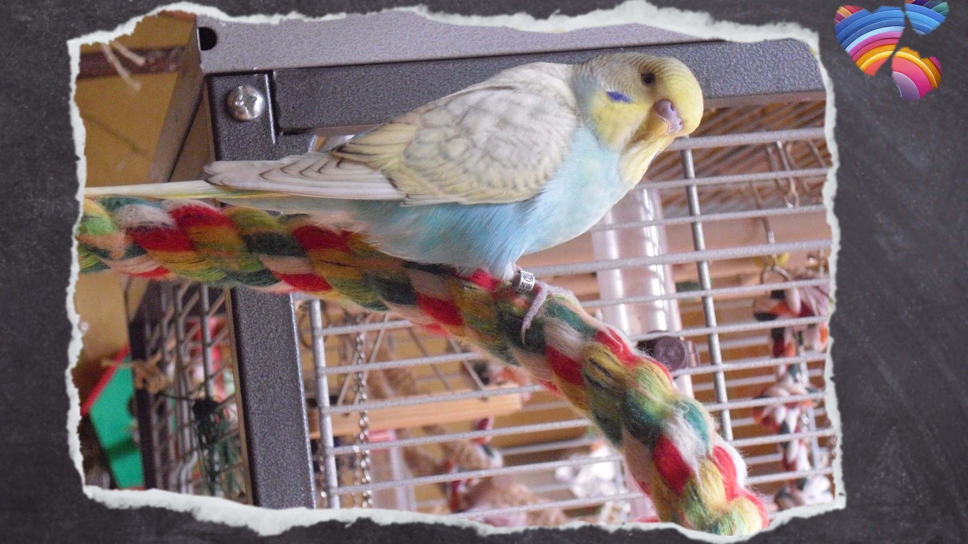 Baumwoll-Spirale für Handicap-Wellis