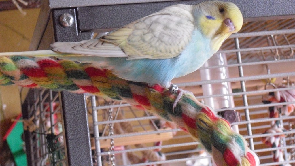 Baumwoll-Spirale für Handicap-Wellis